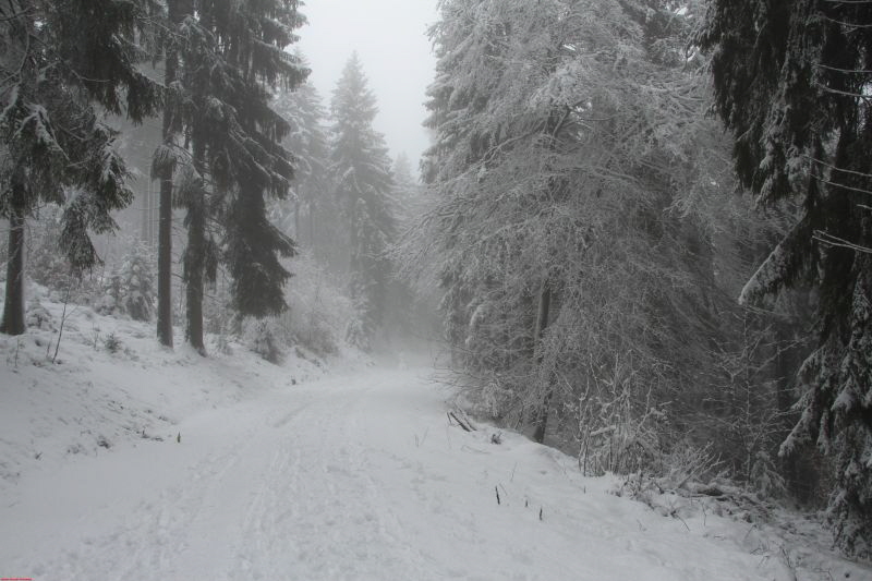 Winterwanderung am Ring Feb     2019 HP 1