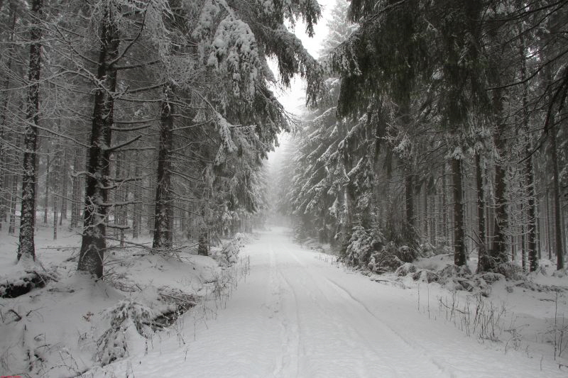 Winterwanderung am Ring Feb     2019 HP 10