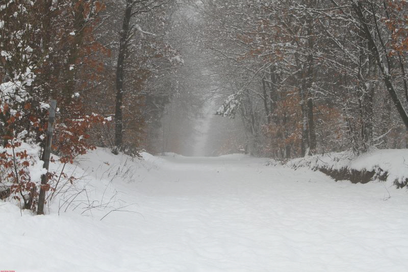 Winterwanderung am Ring Feb     2019 HP 11