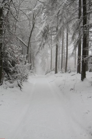 Winterwanderung am Ring Feb     2019 HP 6