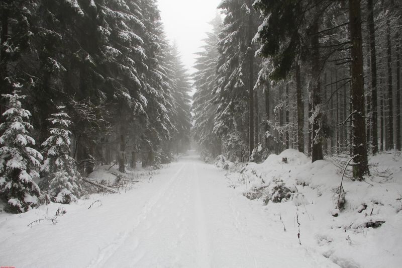 Winterwanderung am Ring Feb     2019 HP 8