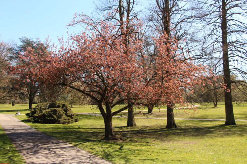 Carl Duisberg Park April    2020  HP 18