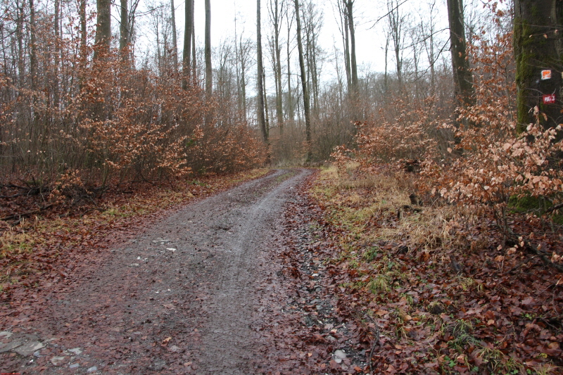 Traumpfad Waldschluchtenweg   2021  HP 19