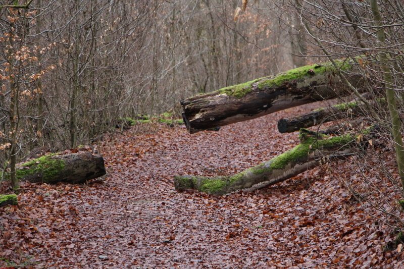 Traumpfad Waldschluchtenweg   2021  HP 23