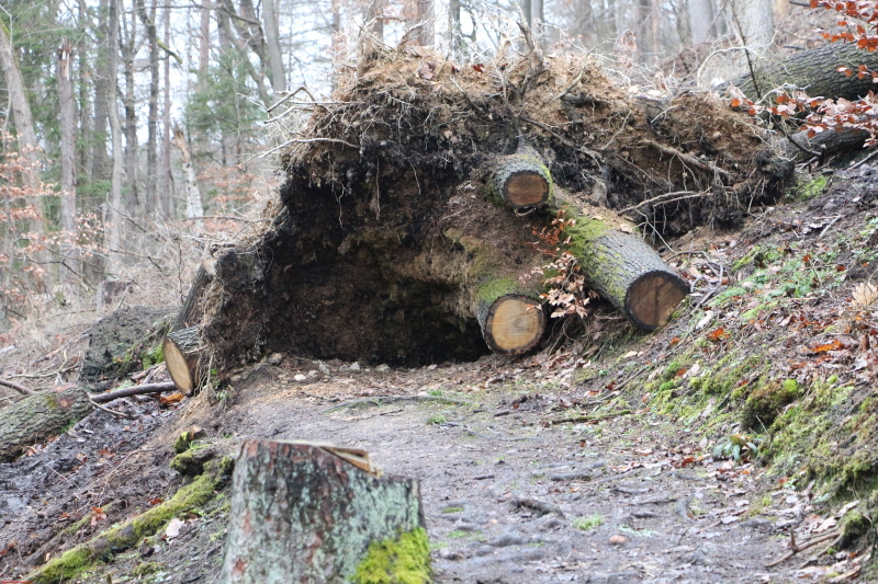 Traumpfad Waldschluchtenweg   2021  HP 9