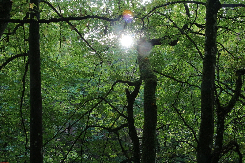 Wanderung Heimbach, Klosterrunde 2020  HP 8