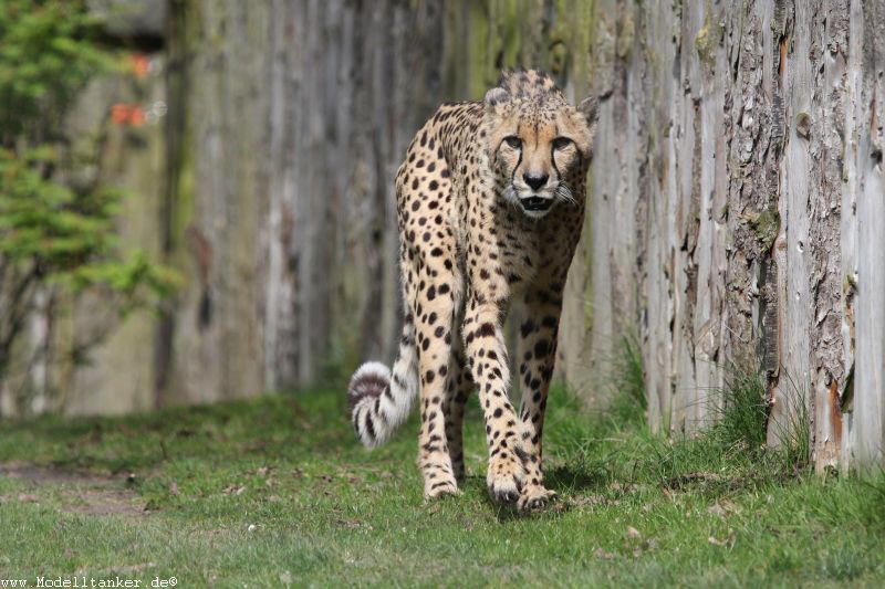 Allwetterzoo Münster  April 16     HP  19