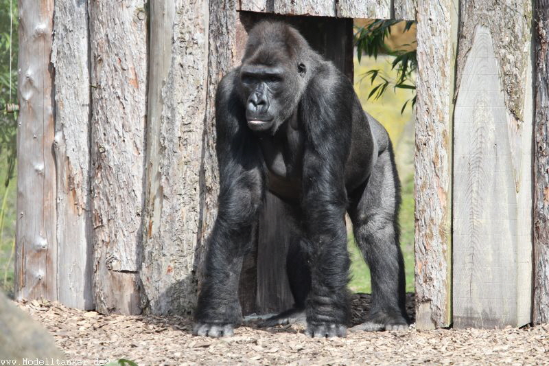 Allwetterzoo Münster  April 16     HP  21