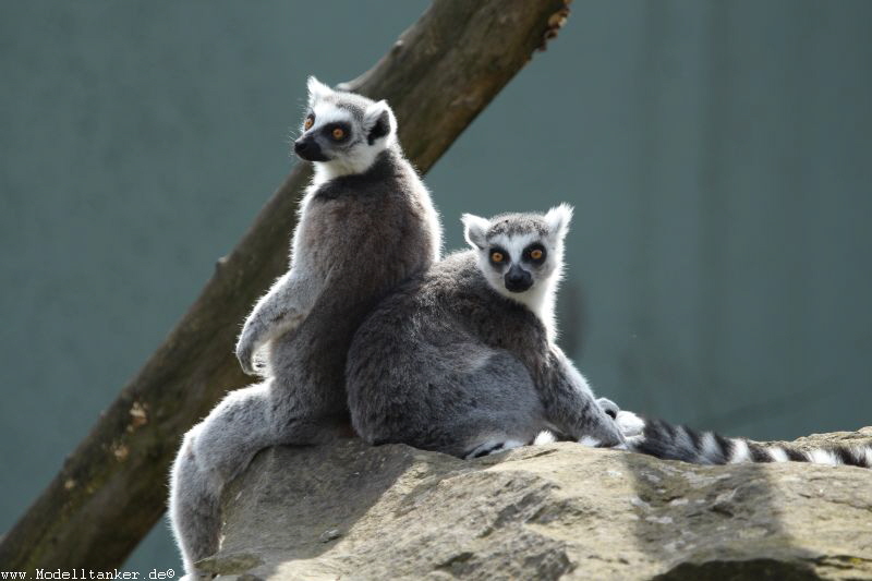 Allwetterzoo Münster  April 16     HP  22