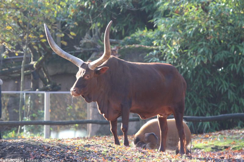 Zoo Duisburg 1.11. 2015   HP  8