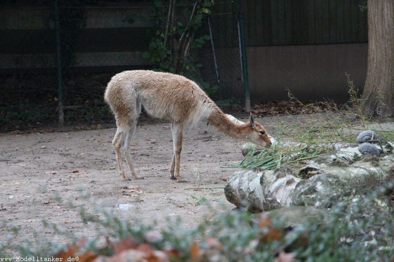 Zoo Duisburg  2017   HP  1