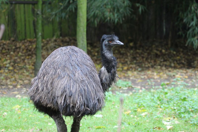 Zoo Duisburg  2017   HP  17