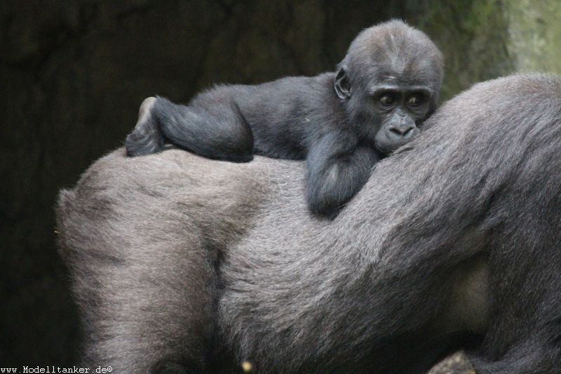 Zoo Duisburg  2017   HP  22