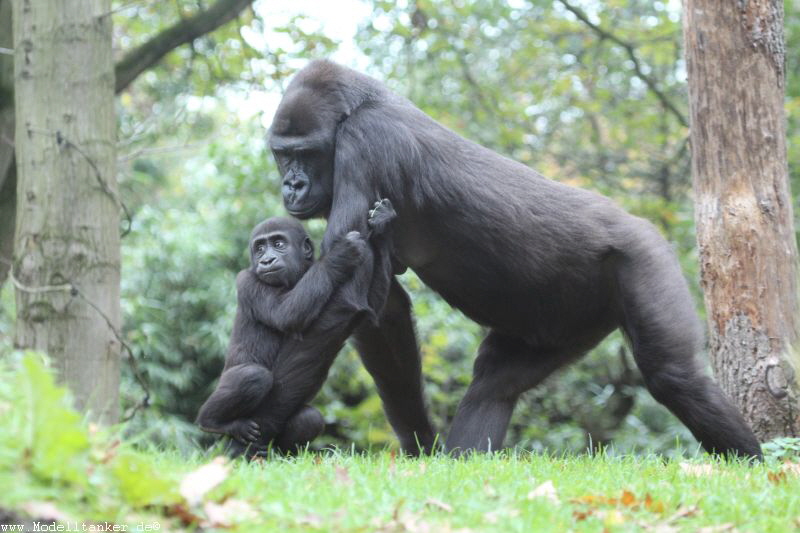 Zoo Duisburg  2017   HP  26