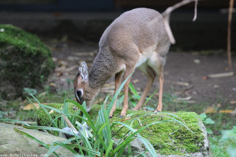 Zoo Duisburg  2017   HP  34