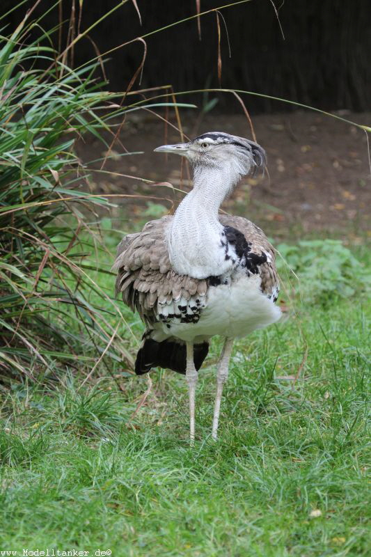 Zoo Duisburg  2017   HP  35