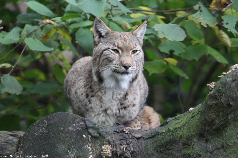 Zoo Duisburg  2017   HP  36