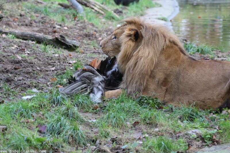 Zoo Duisburg  2017   HP  37