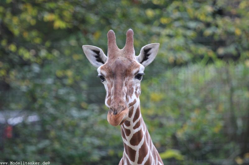 Zoo Duisburg  2017   HP  42