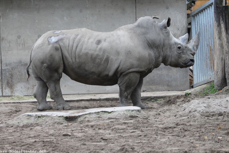 Zoo Duisburg  2017   HP  8