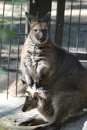 Zoo Duisburg     2020  HP 2