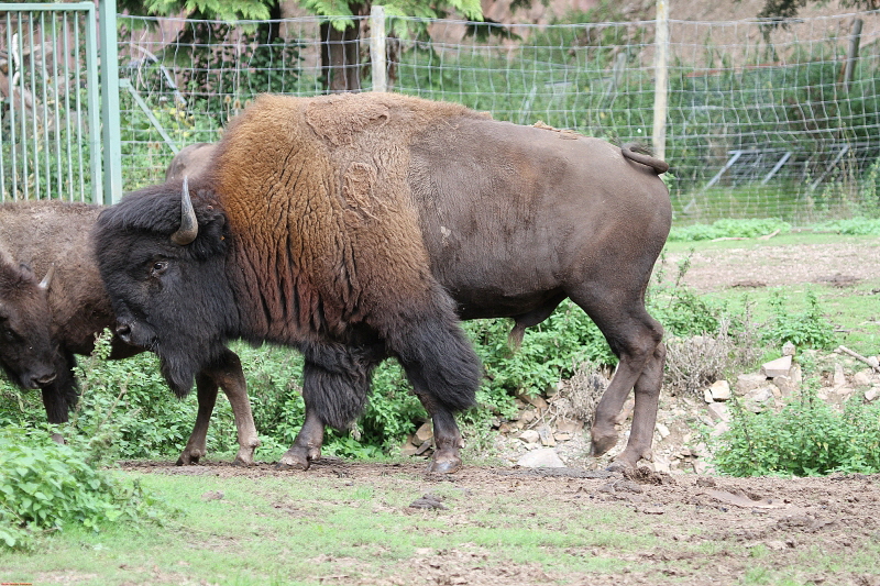 Eifel - Zoo  2020  HP 10