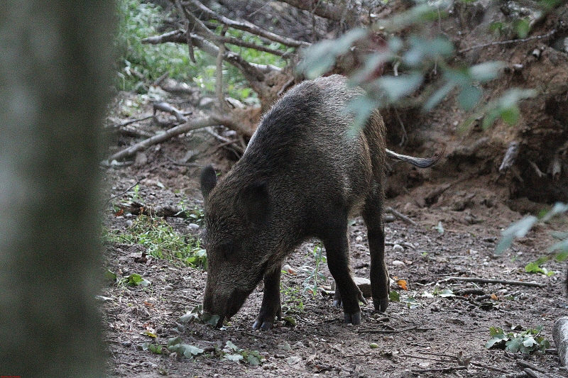 Wildpark Gangelt   2020  HP 12