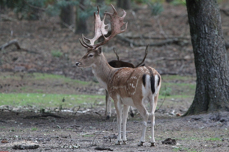 Wildpark Gangelt   2020  HP 3