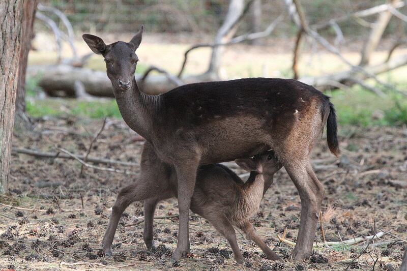 Wildpark Gangelt   2020  HP 7