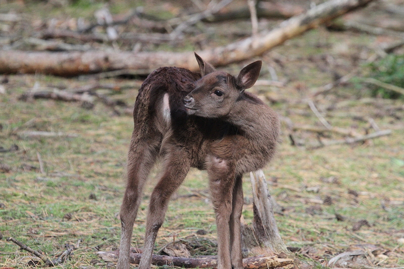 Wildpark Gangelt   2020  HP 8