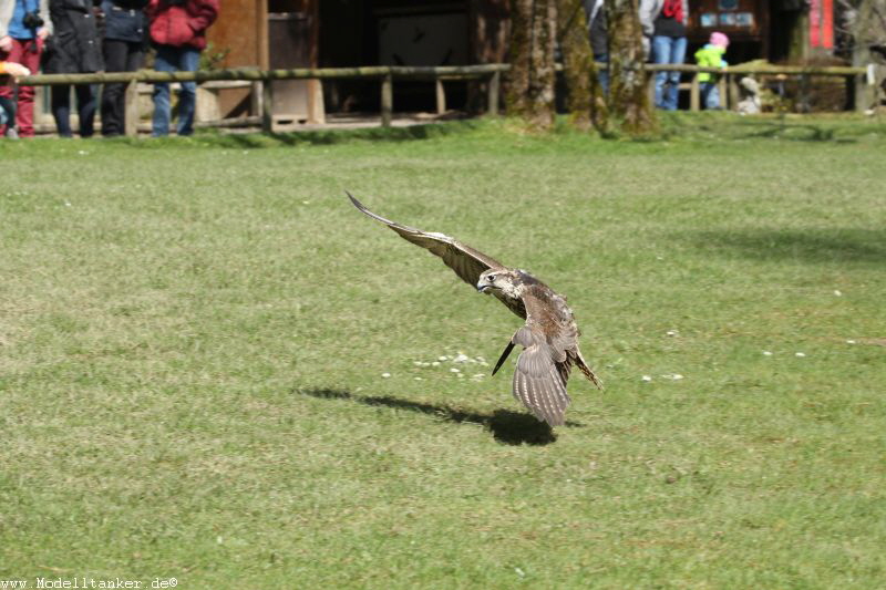 Wildfreigehege Hellenthal  April 16     HP  10