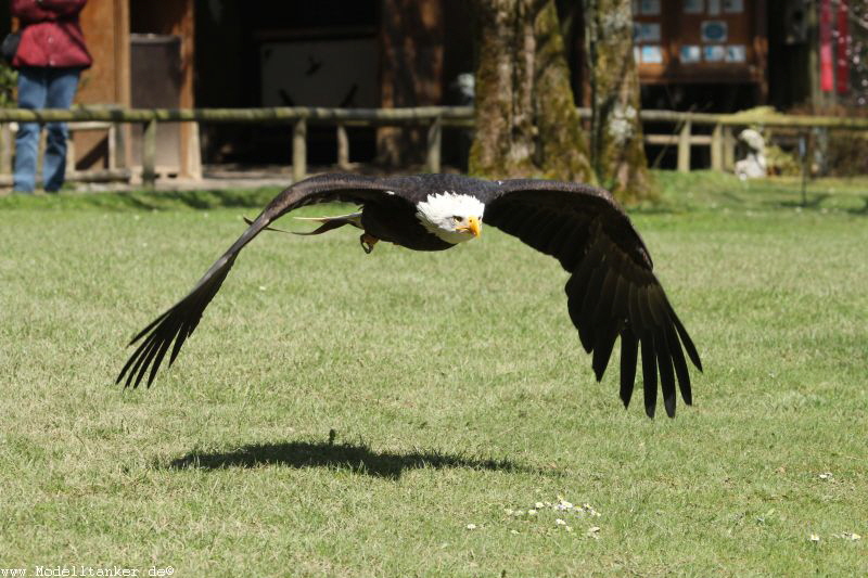 Wildfreigehege Hellenthal  April 16     HP  12