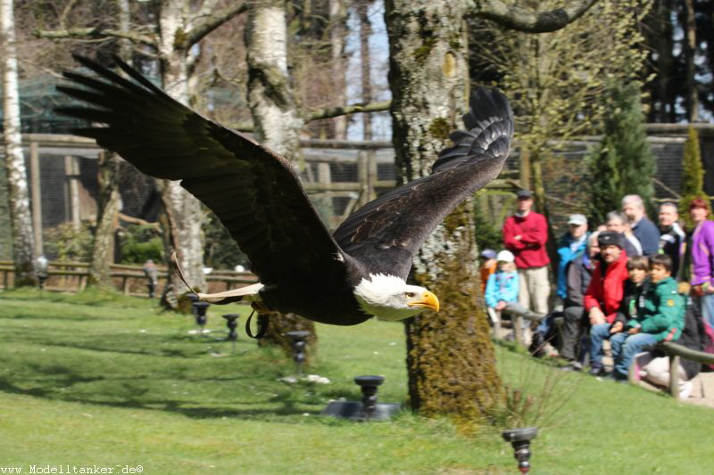 Wildfreigehege Hellenthal  April 16     HP  14