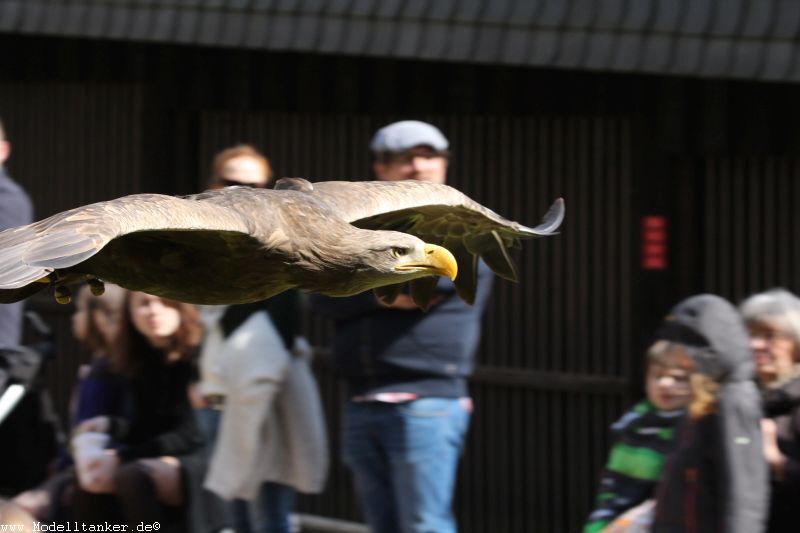 Wildfreigehege Hellenthal  April 16     HP  21