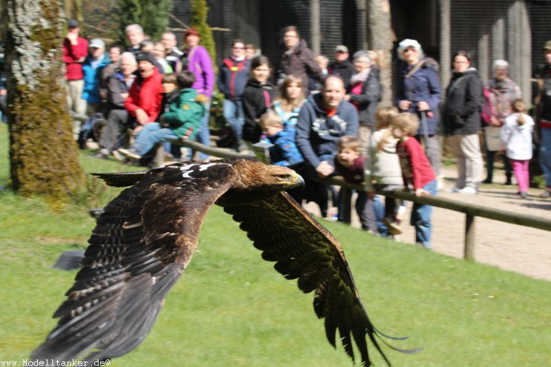 Wildfreigehege Hellenthal  April 16     HP  29