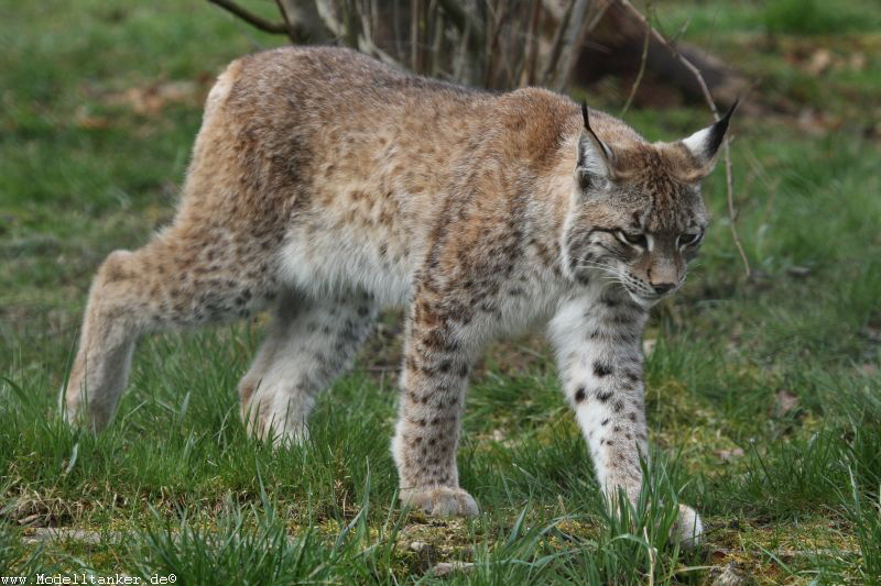 Wildfreigehege Hellenthal  April 16     HP  3