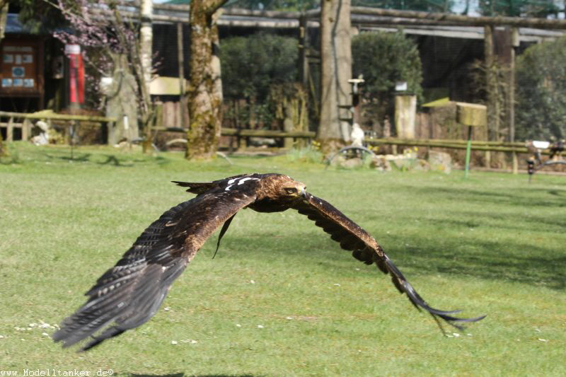 Wildfreigehege Hellenthal  April 16     HP  31