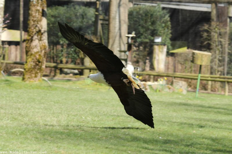 Wildfreigehege Hellenthal  April 16     HP  33