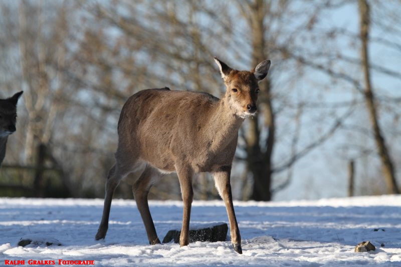 Hellenthal  Jan      2019 HP 23