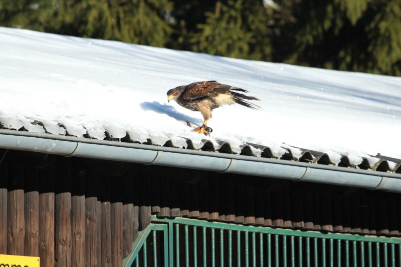 Ausflug Hellenthal Jan . 17 HP   17