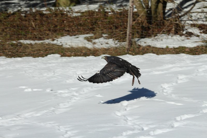 Ausflug Hellenthal Jan . 17 HP   32