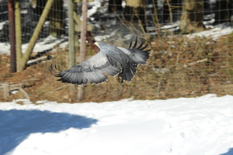 Ausflug Hellenthal Jan . 17 HP   33