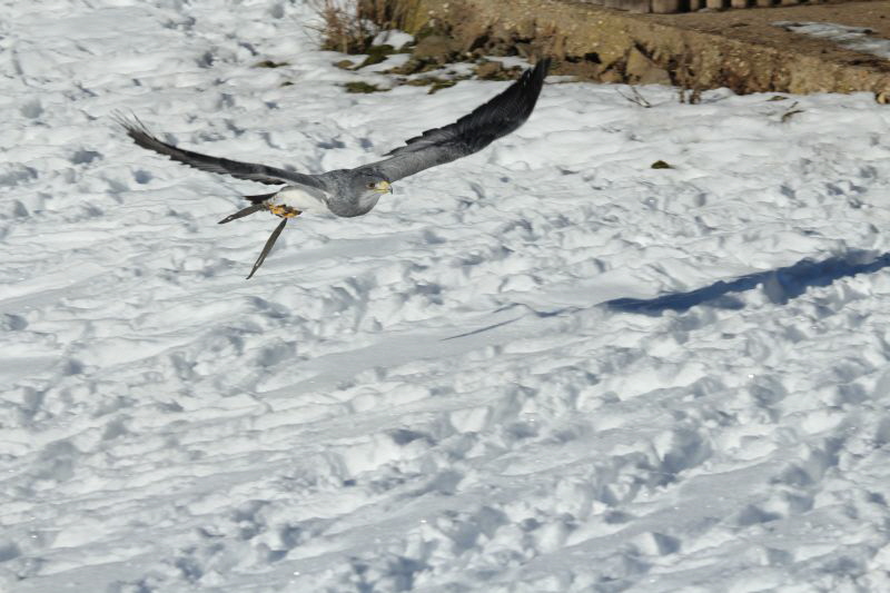 Ausflug Hellenthal Jan . 17 HP   36