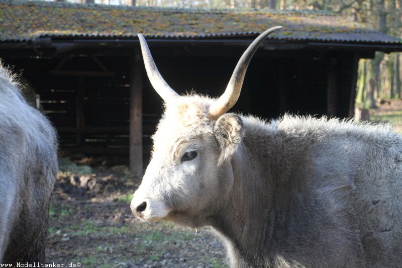 Hochwildpark Rheinland    Jan 2018  HP  1