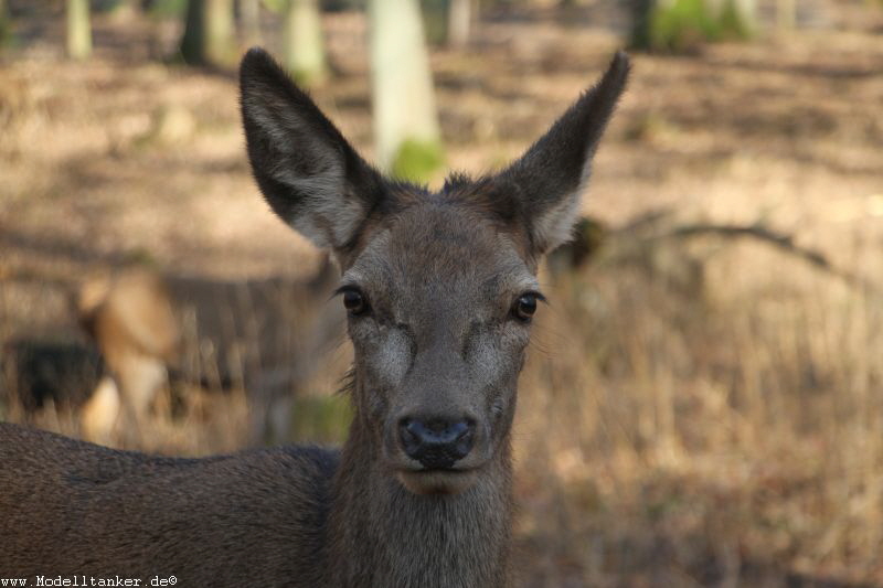 Hochwildpark Rheinland    Jan 2018  HP  10