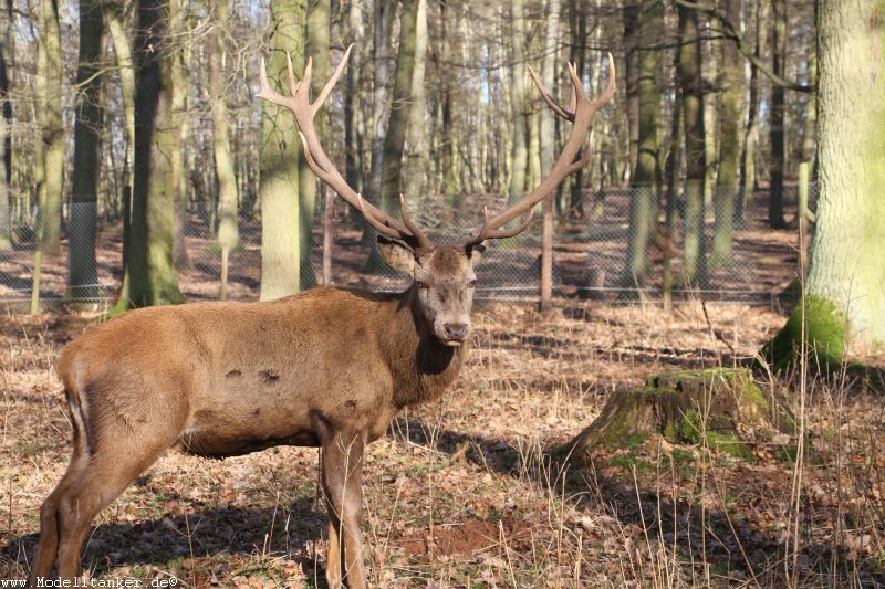 Hochwildpark Rheinland    Jan 2018  HP  11