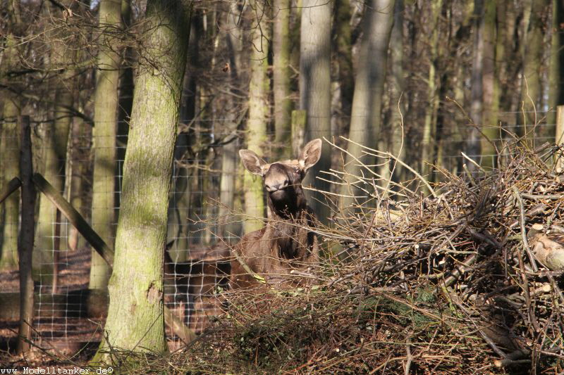 Hochwildpark Rheinland    Jan 2018  HP  12