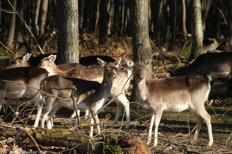 Hochwildpark Rheinland    Jan 2018  HP  13