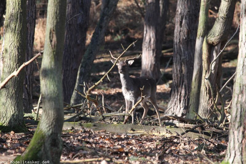 Hochwildpark Rheinland    Jan 2018  HP  14