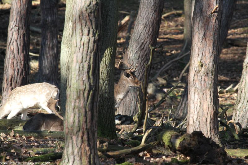 Hochwildpark Rheinland    Jan 2018  HP  15